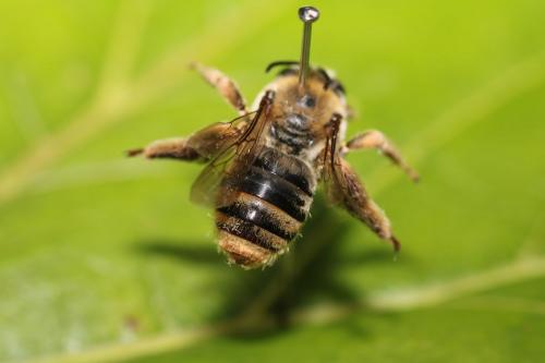 Eucera taurica