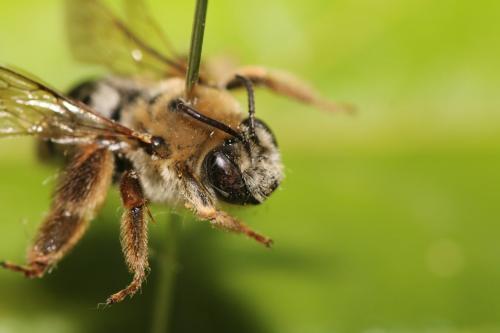 Eucera taurica