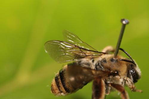 Eucera taurica