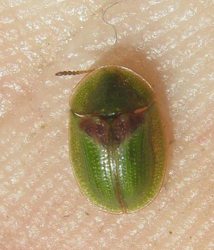 Cassida sanguinolenta