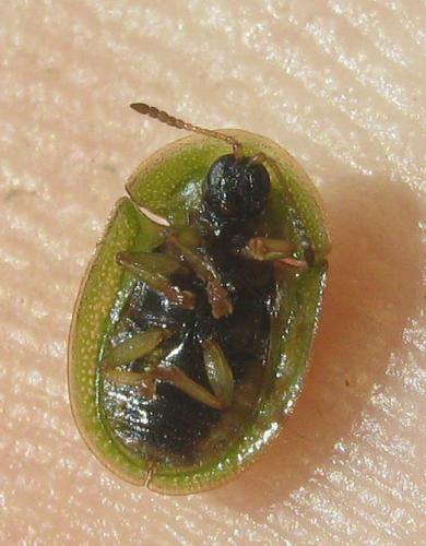 Réf. 263 606 : Cassida sanguinolenta