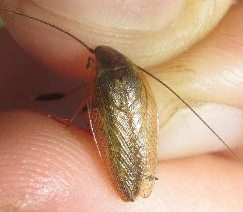 Ectobius lapponicus