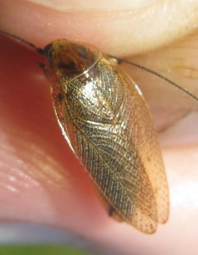 Ectobius lapponicus