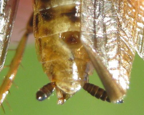 Ectobius lapponicus