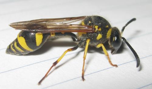 Eumenes papillarius