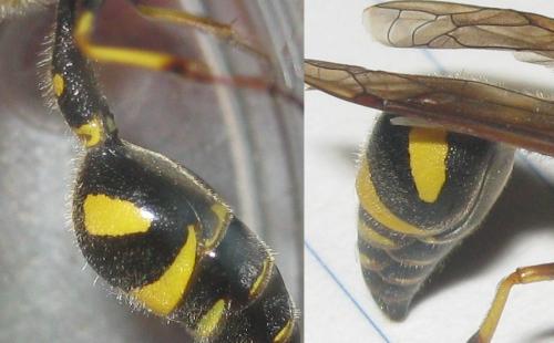 Réf. 263 685 : Eumenes papillarius