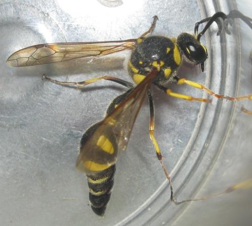 Eumenes papillarius
