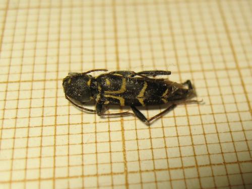 Réf. 263 578 : Xylotrechus antilope