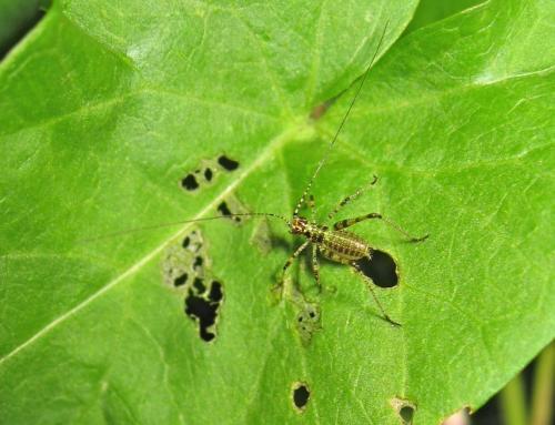 Phaneroptera sp.
