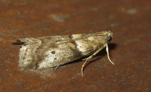 Réf. 263 827 : Acrobasis sp.