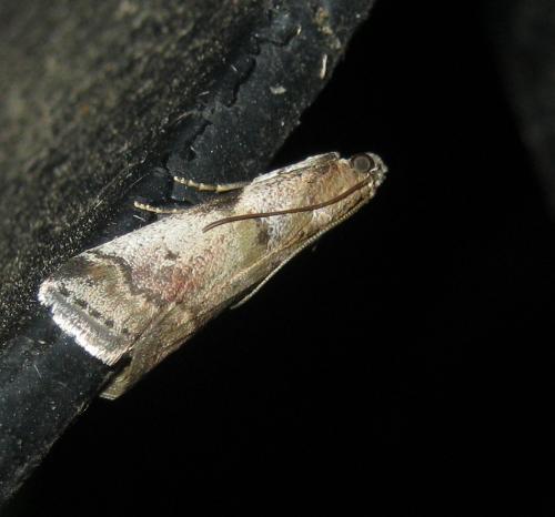 Acrobasis fallouella
