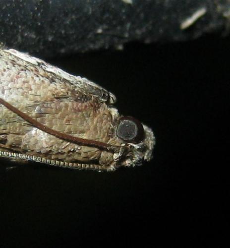 Acrobasis fallouella