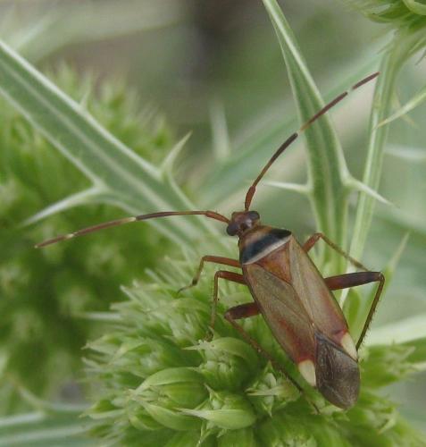 Réf. 263 876 : Adelphocoris vandalicus