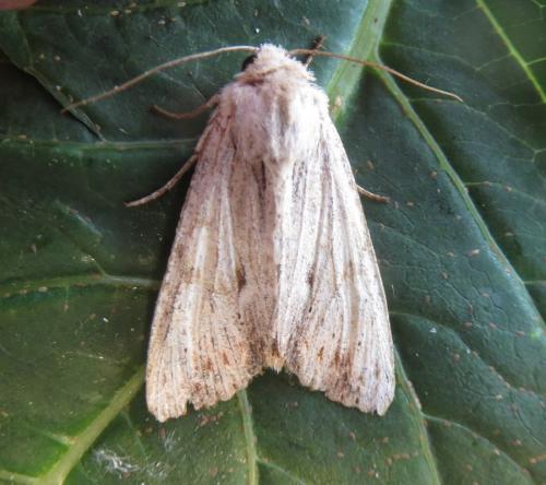 Réf. 263 438 : Apamea lithoxylaea