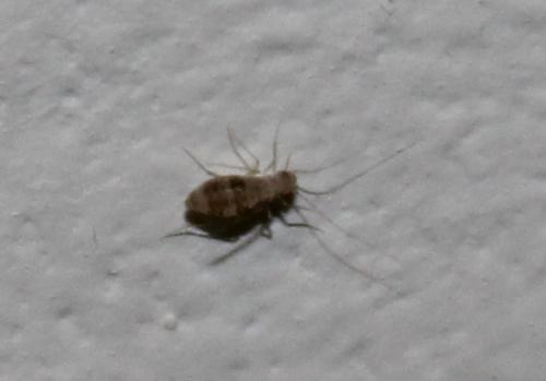 Dorypteryx sp.