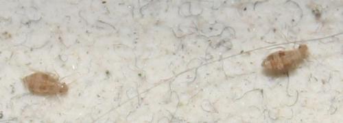Dorypteryx sp.