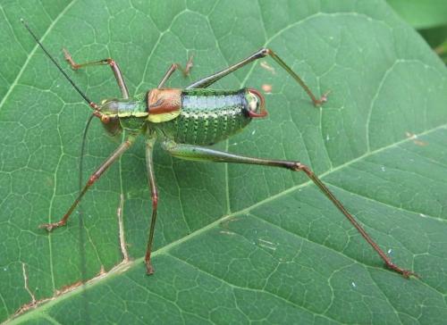 Barbitistes serricauda