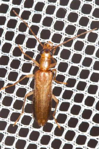 Réf. 263 215 : Nacerdes sp.