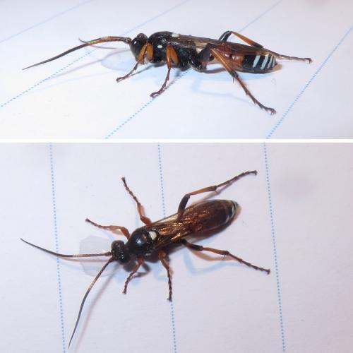 Réf. 263 924 : Eutanyacra picta