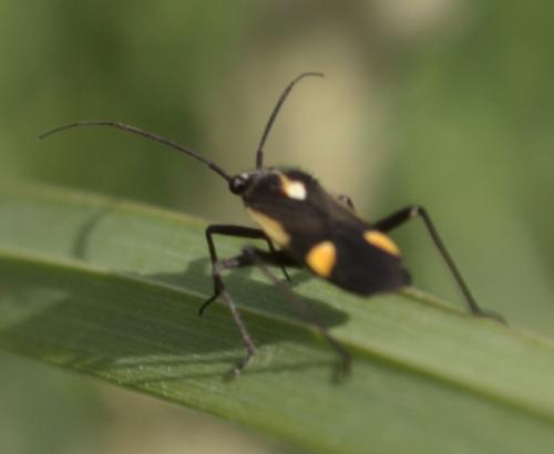 Capsodes sulcatus