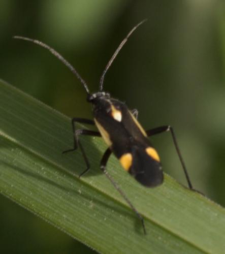 Capsodes sulcatus