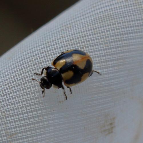 Coccinella hieroglyphica