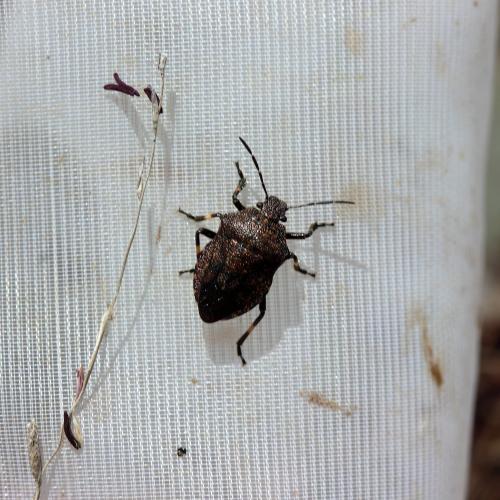 Rhacognathus punctatus