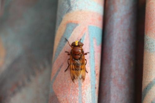 Volucella zonaria