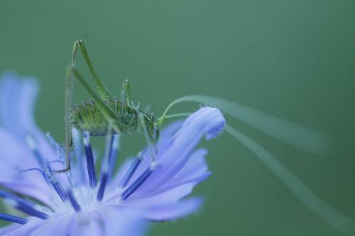 Tylopsis lilifolia