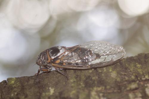 Lyristes plebejus