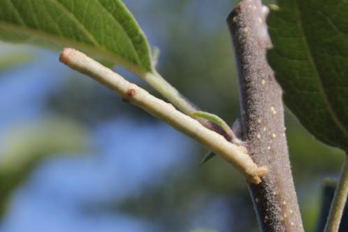 Hypomecis punctinalis