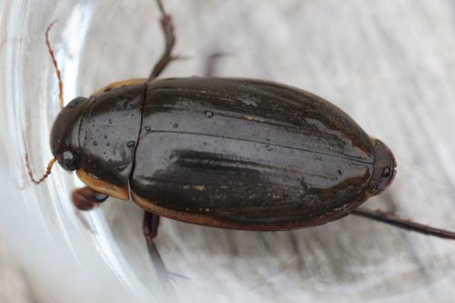 Dytiscus semisulcatus