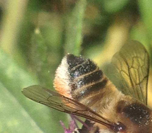 Megachile lagopoda