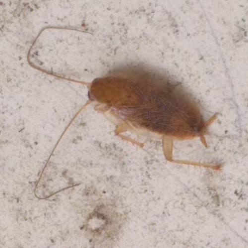 Planuncus vinzi