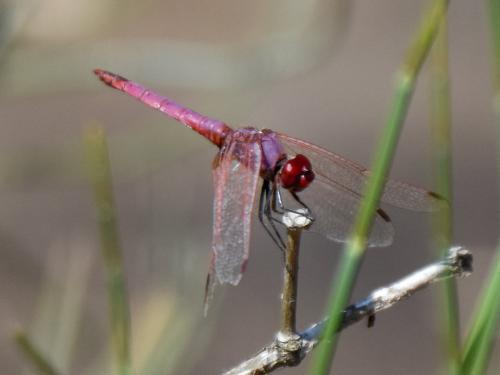 Réf. 263 530 : Trithemis annulata