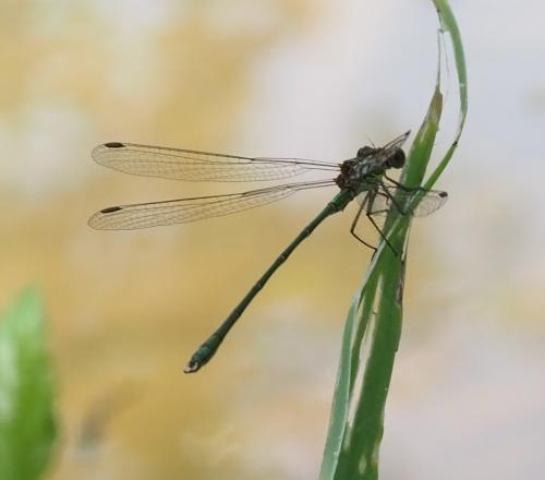 Chalcolestes viridis