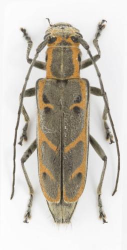 Saperda tridentata