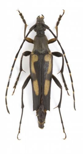 Etorofus subhamatus