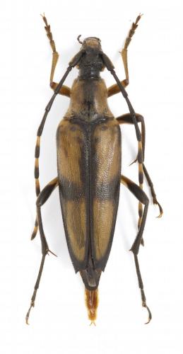 Etorofus subhamatus