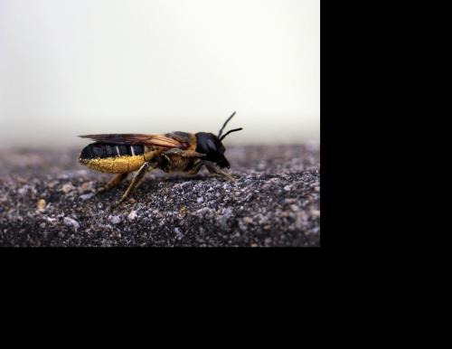 Megachile sculpturalis