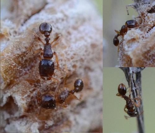 Réf. 263 195 : Tetramorium sp.