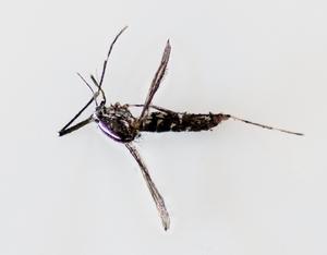 Aedes albopictus