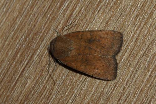 Réf. 263 967 : Noctua interjecta
