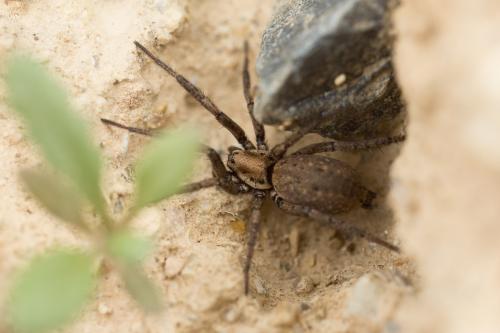 Réf. 263 765 : Nomisia exornata