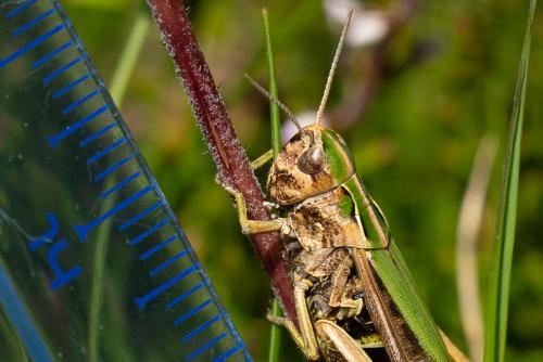 Omocestus sp.