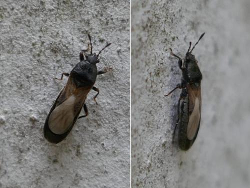 Dimorphopterus spinolae
