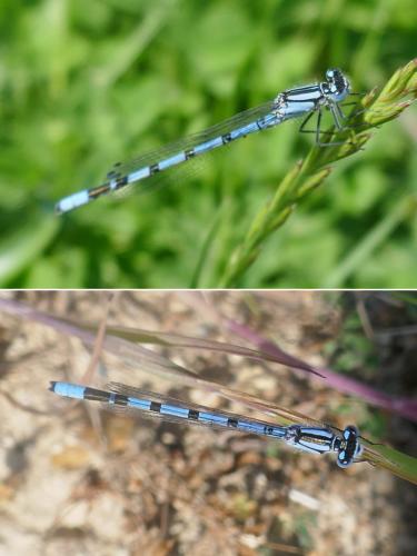 Enallagma cyathigerum