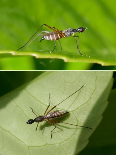 Réf. 263 912 : Micropeza corrigiolata