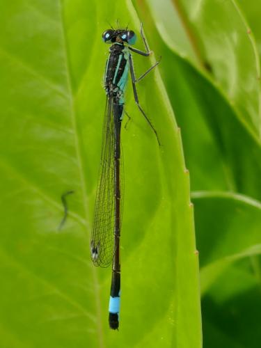 Ischnura elegans