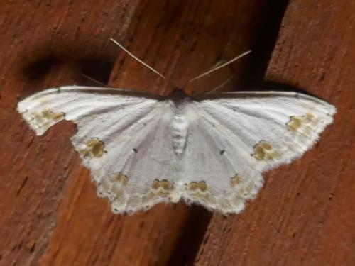 Réf. 263 085 : Scopula ornata